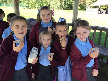 Primary school pupils in Flintshire